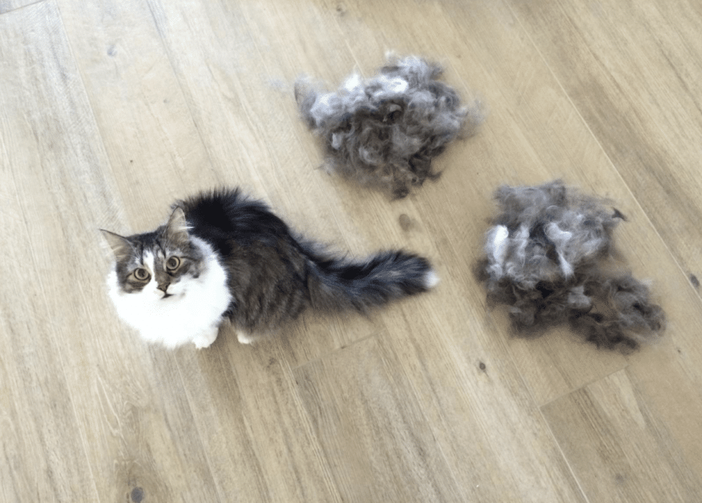 chat après utilisation de la brosse Furminator