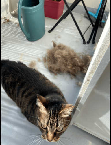 Furminator Chat S Poils long moins de 4,5 kg photo review