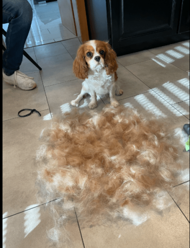 Furminator Chien S Petite Taille Brosse Poils Courts 4 à 9 kg photo review