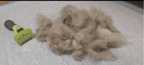 Furminator Chien S Petite Taille Brosse Poils Courts 4 à 9 kg photo review