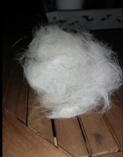 Furminator Cane S Taglia Piccola Spazzola per Peli Corti 4 a 9 kg photo review