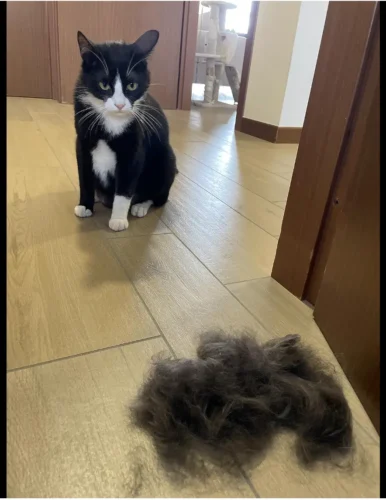 Furminator Gatto S Pelo Lungo meno di 4,5 kg photo review