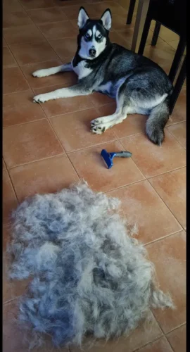 Furminator Perro S Pequeño Tamaño Cepillo Pelo Corto 4 a 9 kg photo review