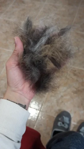 Furminator Gato S Pelo Corto menos de 4,5 kg photo review