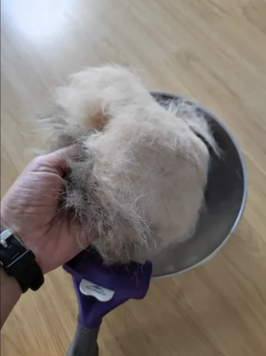 Furminator Gato S Pelo Lungo meno di 4,5 kg photo review