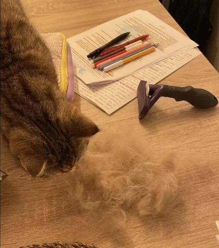 Furminator Gato S Pelo Lungo meno di 4,5 kg photo review