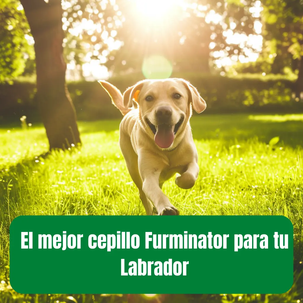 El mejor cepillo Furminator para tu Labrador